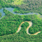 Paraguay lanza nueva plataforma para gestión forestal sostenible